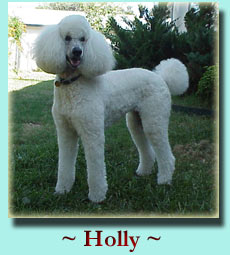Click to see more of Holly! Standard Poodle