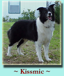 ~ Kissmic ~ Border Collie