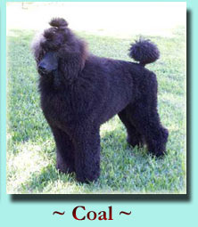 ~ Coal ~ Standard Poodle