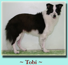 ~ Tobi ~ Border Collie