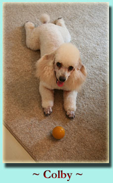 ~ Colby ~ Miniature Poodle