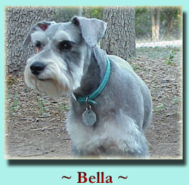 ~ Bella ~ Schnauzer