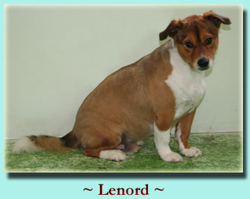 ~ Lenord ~ Corgie/Shetie Mix