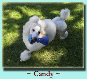 ~ Candy ~ Standard Poodle