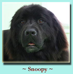 ~ Snoopy ~ Newfoundland