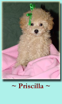 ~ Pricilla ~ Toy Poodle Puppy