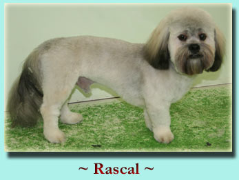 ~ Rascal ~ Lhasa Apso