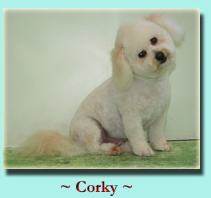 ~ Corky ~ Bichon Frise