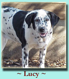 ~ Lucy ~ Pointer Mix 