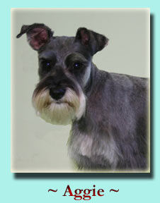 ~ Aggie ~ Schnauzer