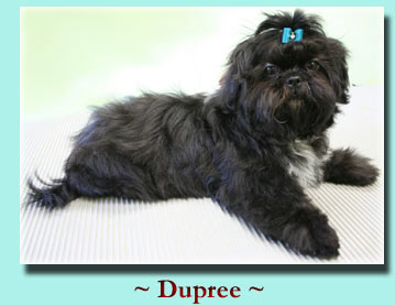 ~ Dupree ~ Shih Tzu