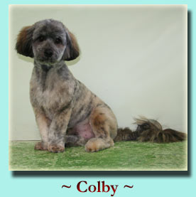 ~ Colby ~ Lhasa Apso