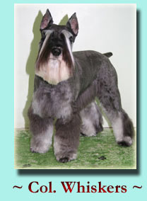 ~ Col. Whiskers ~ Schnauzer