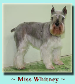 ~ Miss Whitney ~ Schnauzer