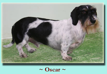 ~ Oscar Dachshund, Wire-haired ~