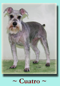 ~ Cuatro ~ Schnauzer