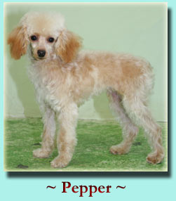 ~ Pepper ~ Toy Poodle