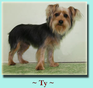 ~ Ty ~ Yorkshire Terrier