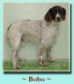 ~ Bobo ~ Springer Spaniel