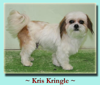 ~ Kris Kringle ~ Shih Tzu