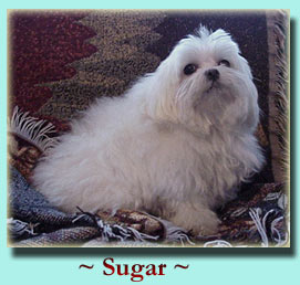 ~ Sugar ~ Maltese