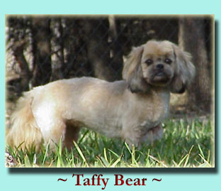 ~ Taffy Bear ~ Shih Tzu