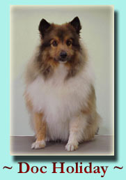 ~ Doc Holiday ~ Shetland Sheepdog