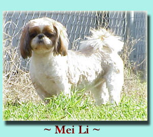 ~ Mei Li ~ Shih Tzu