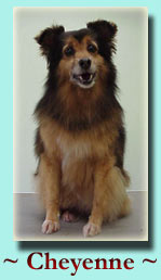 ~ Cheynne ~ Sheltie Mix