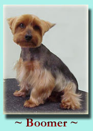 ~ Boomer ~ Yorkshire Terrier