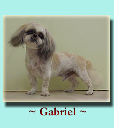 ~ Gabriel ~ Shih Tzu