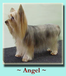 ~ Angel ~ Yorkshire Terrier