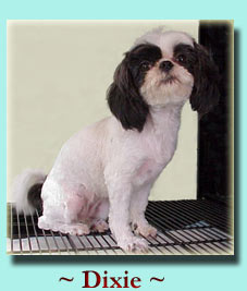 ~ Dixie ~ Shih Tzu