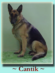 ~ Cantik ~ German Shepherd