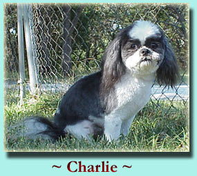 ~ Charlie ~ Shih Tzu