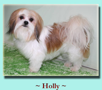 ~ Holly ~ Lhasa Apso