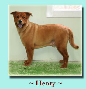 ~ Henry ~ Golden/Chow Mix