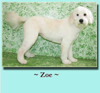 ~ Zoe ~ Wheaton Terrior Mix