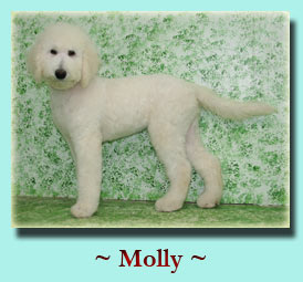 ~ Molly ~ Labradoodle