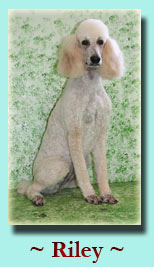 ~ Riley ~ Standard Poodle