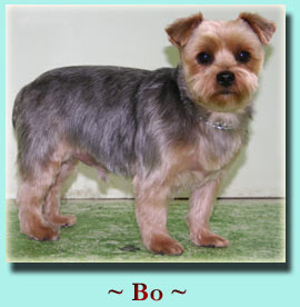 ~ Bo ~ Yorkshire Terrier