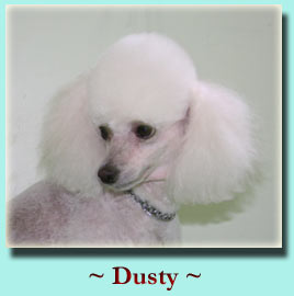 ~ Dusty ~ Toy Poodle
