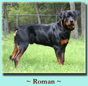 ~ Roman ~ Rottweiler