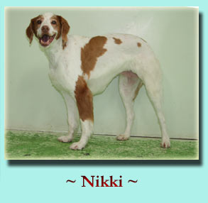 ~ Nikki ~ Brittney Spaniel