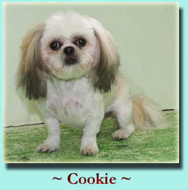 ~ Cookie ~ Shih Tzu