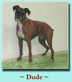 ~ Dude ~ Boxer