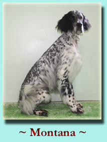 ~ Montana ~ English Setter