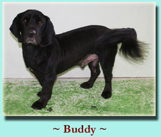 ~ Buddy ~ Basset Hound Mix