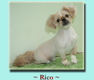 ~ Rico ~ Pekinese