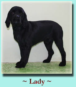 ~ Lady ~ Cocker Spaniel